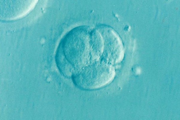 Impianto dell'embrione