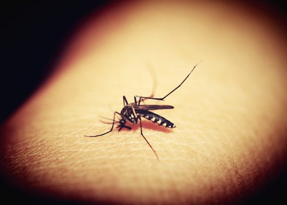 Zanzare: perché pungono proprio te?